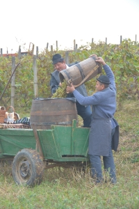 Tradiții la culesul viilor, pe Valea Târnavelor