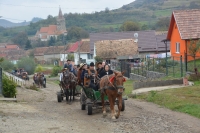 Tradiții la culesul viilor, pe Valea Târnavelor