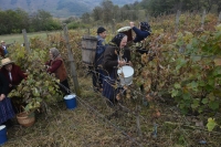 Tradiții la culesul viilor, pe Valea Târnavelor